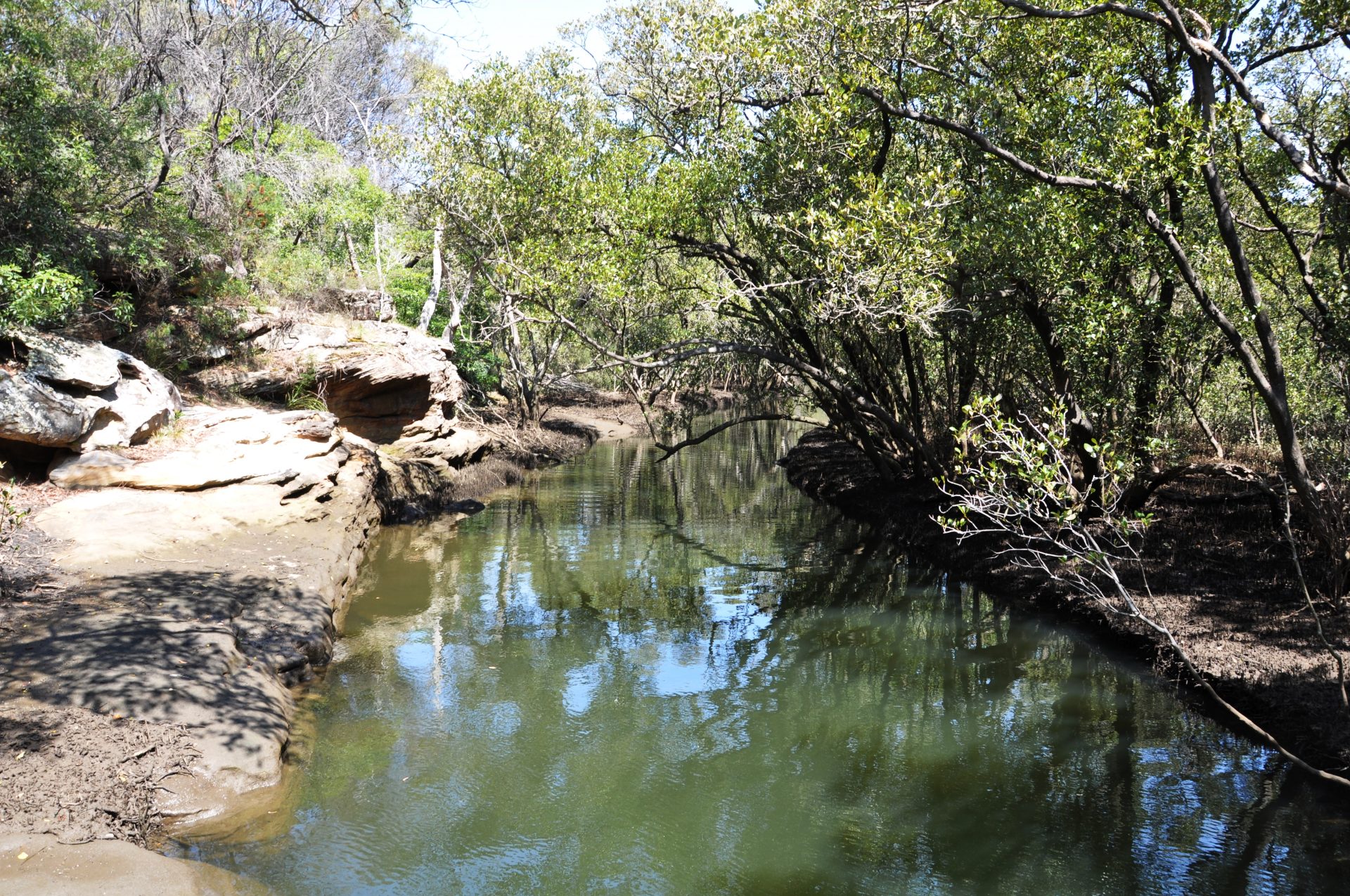 Buffalo Creek A Hidden Near Natural Sydney Ecosystem - Photograph By Mike Fernandes