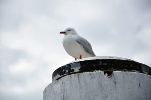 Silver Gull Or What Aussies Call A Seagull