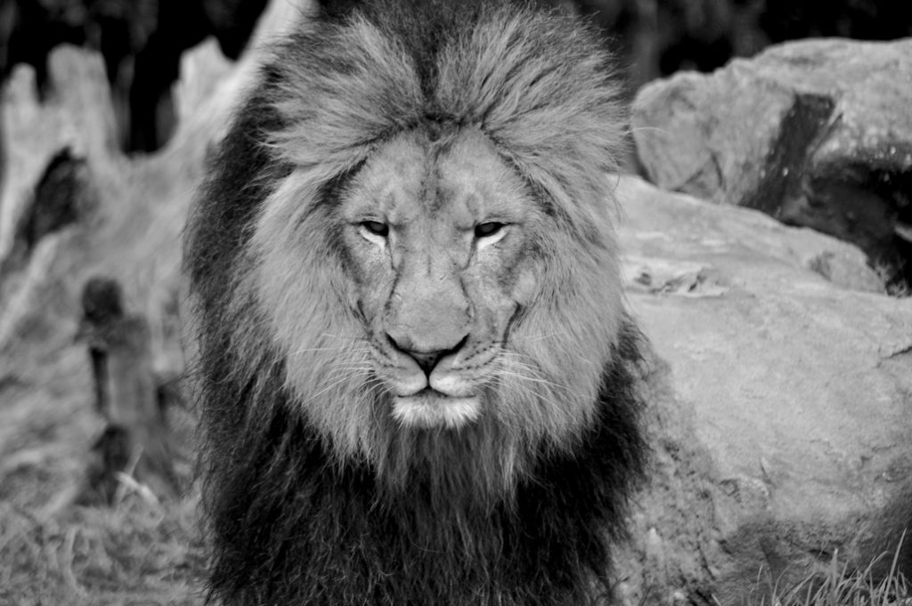 A Journey Into The Wild Sydney Zoo - Photograph By Mike Fernandes