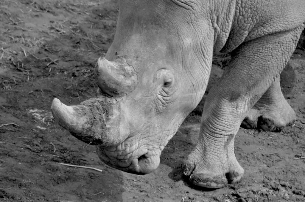 A Journey Into The Wild Sydney Zoo - Photograph By Mike Fernandes