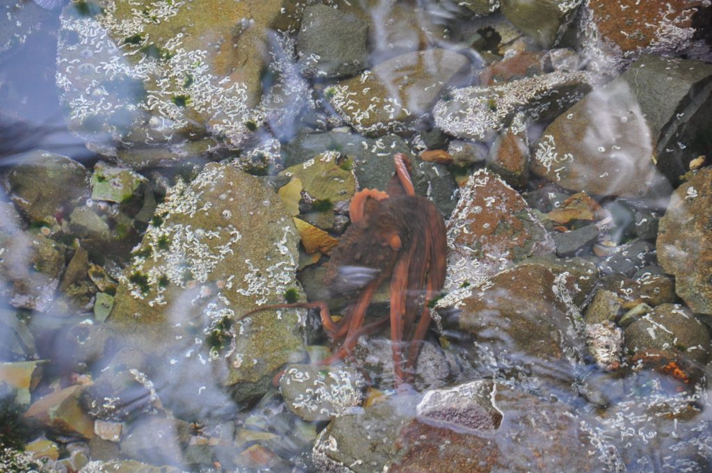 Wildlife Around Hobart - Photos By Mike Fernandes