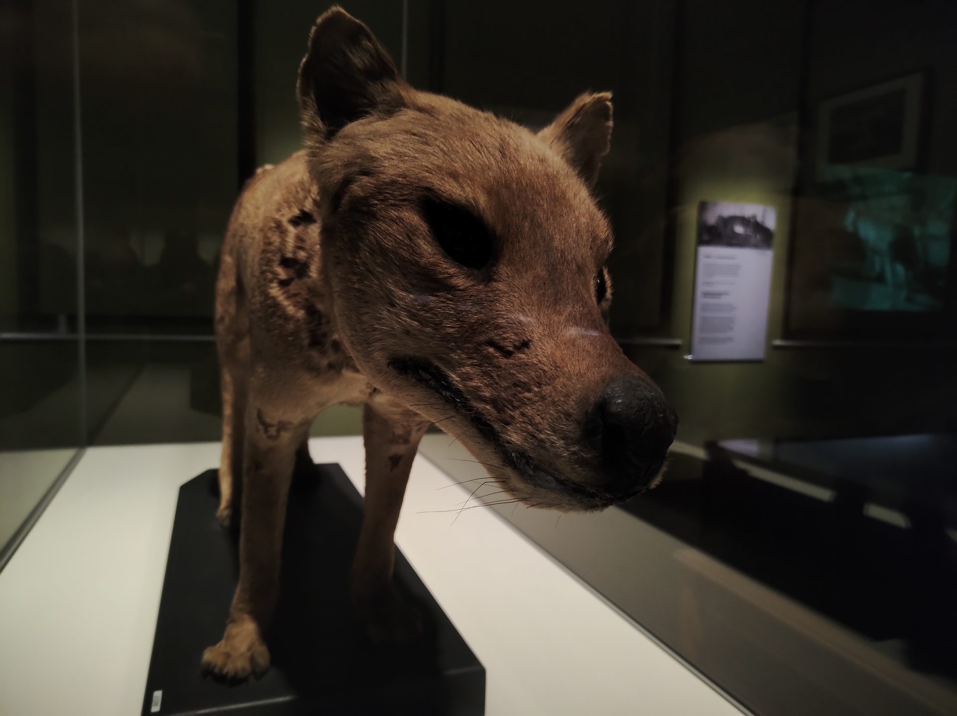 The Thylacine Tasmania’s Lost Legend - Photos By Mike Fernandes