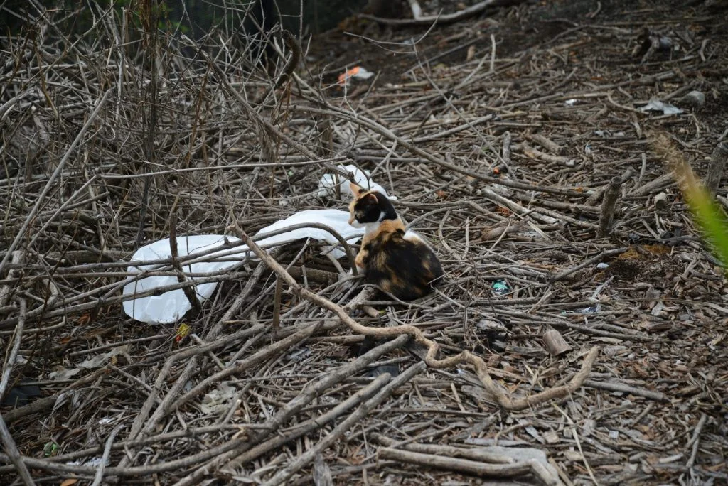 Feral Cats In Sydney