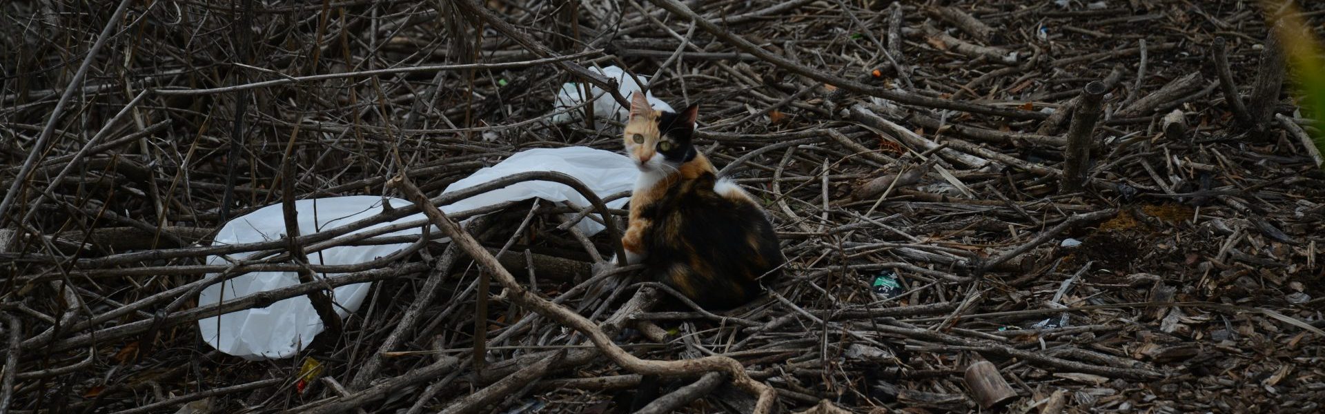 Stray Cats In Stunning Sydney