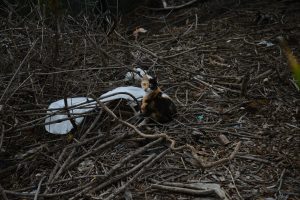 Stray Cats In Stunning Sydney