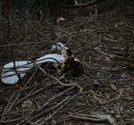 Stray Cats In Stunning Sydney