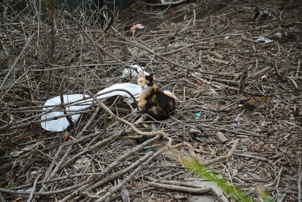 NSW Feral Cats