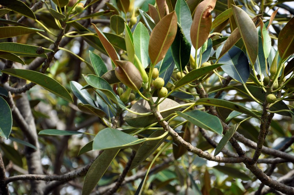 Flora Of Sydney Makes Happy City - Photos By Mike Fernandes