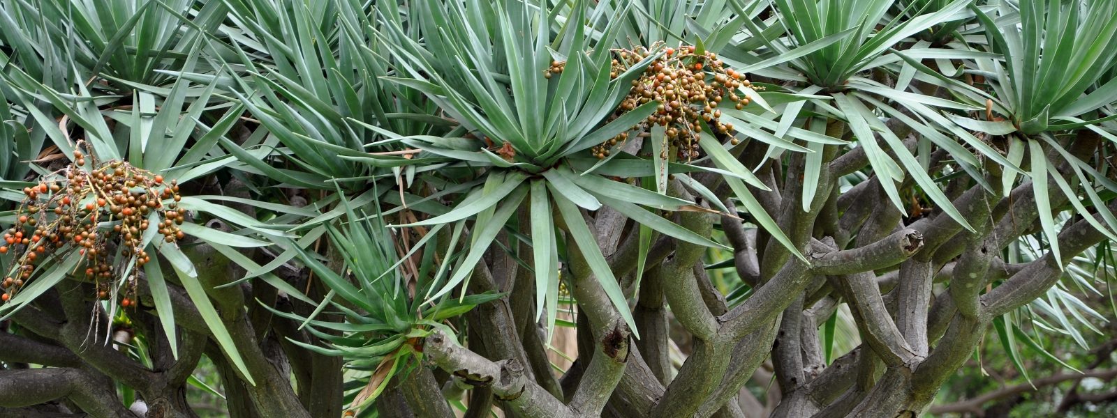 The Seeds Of Sydney - Photos By Mike Fernandes