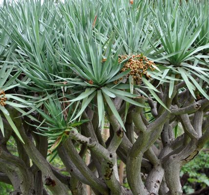 The Seeds Of Sydney - Photos By Mike Fernandes