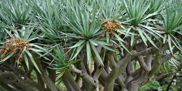 The Seeds Of Sydney - Photos By Mike Fernandes