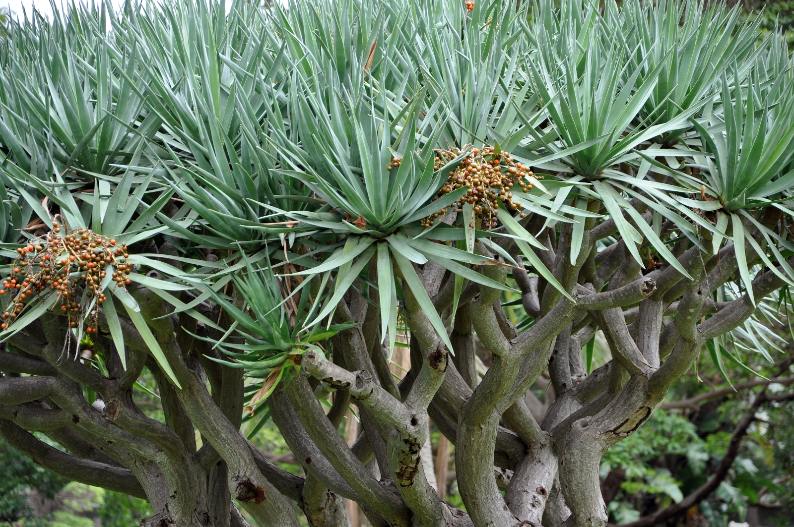 The Seeds Of Sydney - Photos By Mike Fernandes