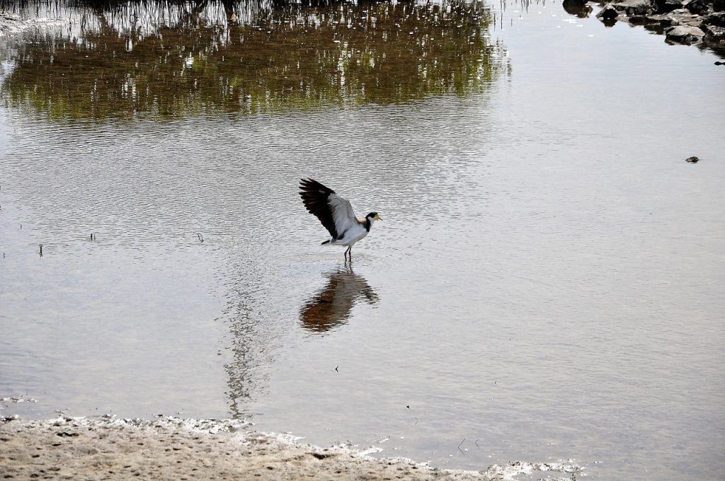 They Fly Like The Wind - Photos By Mike Fernandes