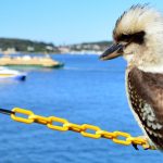 Hot Coy Birds to Watch in Stunning Sydney - Photos By Mike Fernandes