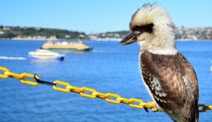 Hot Coy Birds to Watch in Stunning Sydney - Photos By Mike Fernandes