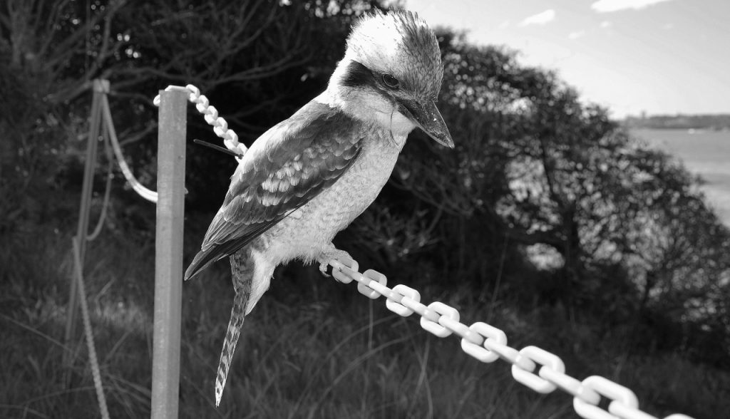 They Communicate Beautifully - Photos By Mike Fernandes