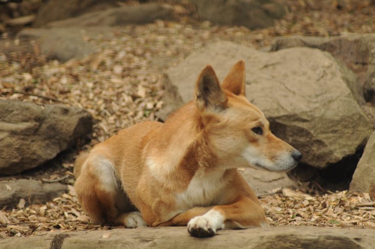 The Sydney Nature Life And The Bushland That Frames The City - Photos By Mike Fernandes